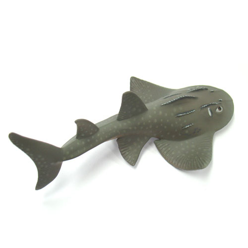 88804 Collecta【シノノメサカタザメ】