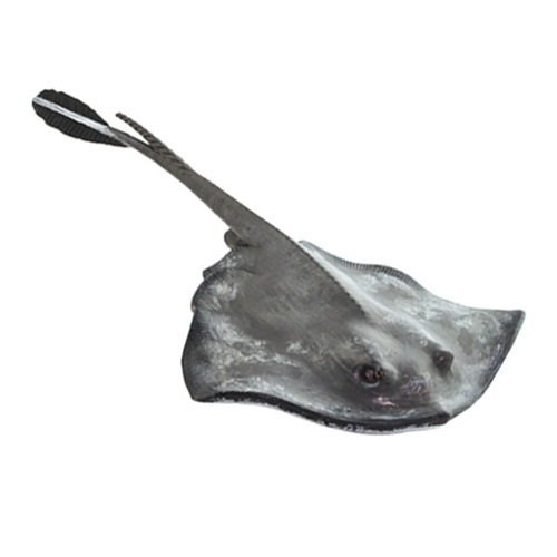 サメ エイ 動物 恐竜フィギュアのzooo