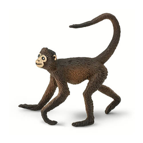 291629 Safari【クモザル】